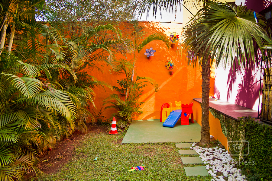 A Cãominhando oferece acompanhamento ao vivo por meio de câmeras espalhadas pela creche A Cãominhando oferece acompanhamento ao vivo por meio de câmeras espalhadas pela creche