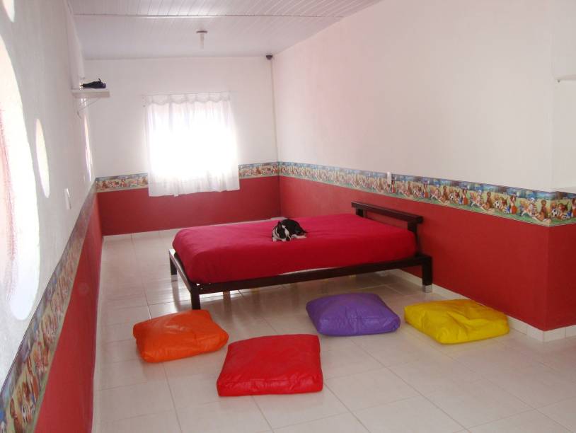 Cão Tour: cama king size e televisão para o bichinho se sentir em casa Cão Tour: cama king size e televisão para o bichinho se sentir em casa