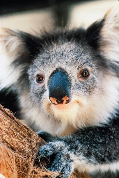 Coala: dois exemplares devem desembarcar em breve em um espaço já reservado. Tudo depende de umaliberação do governo australiano
