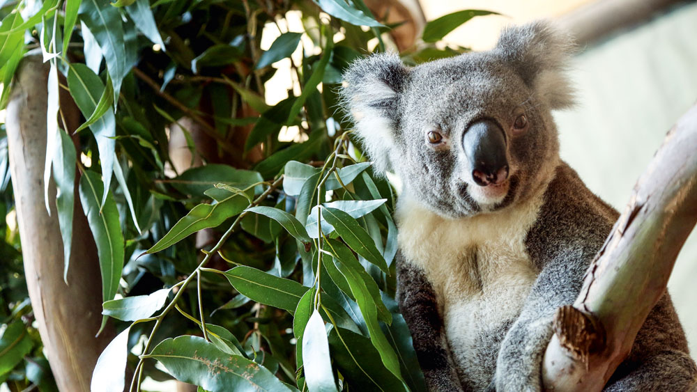Aquário de São Paulo