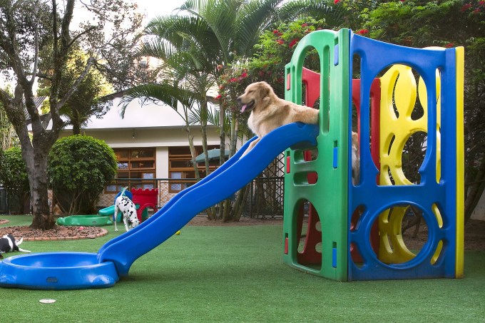 Dogwalker – creche para pets