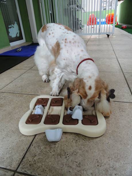 Pet Escola Jardins Pet Escola Jardins