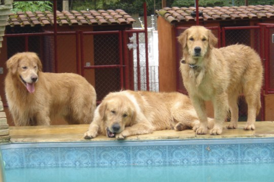 House Dog: donos podem acompanhar ao vivo, pela internet, o que seus pets aprontam na chácara House Dog: donos podem acompanhar ao vivo, pela internet, o que seus pets aprontam na chácara