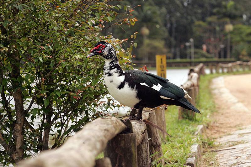 A fauna é uma das mais diversas da capital, com 130 espécies de animais catalogadas A fauna é uma das mais diversas da capital, com 130 espécies de animais catalogadas