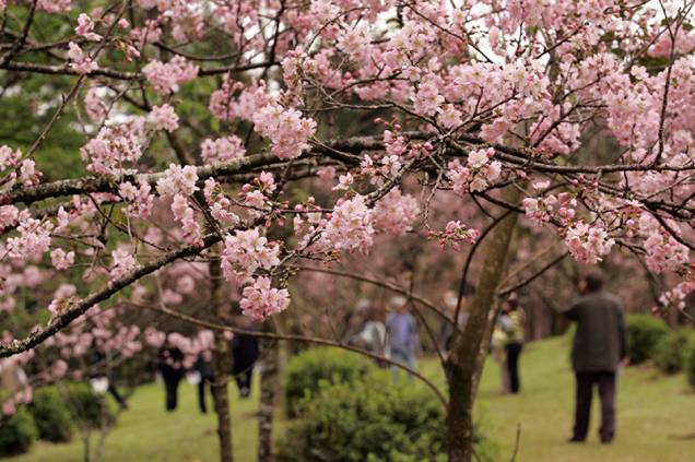 O público costuma se acomodar em esteiras de palha sob as copas coloridas e passar horas no chamado hanami – ato de contemplar a natureza O público costuma se acomodar em esteiras de palha sob as copas coloridas e passar horas no chamado hanami – ato de contemplar a natureza