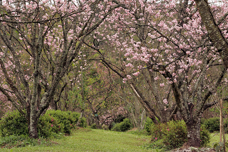 Durante a festa, há apresentação de dança e música típicas Durante a festa, há apresentação de dança e música típicas