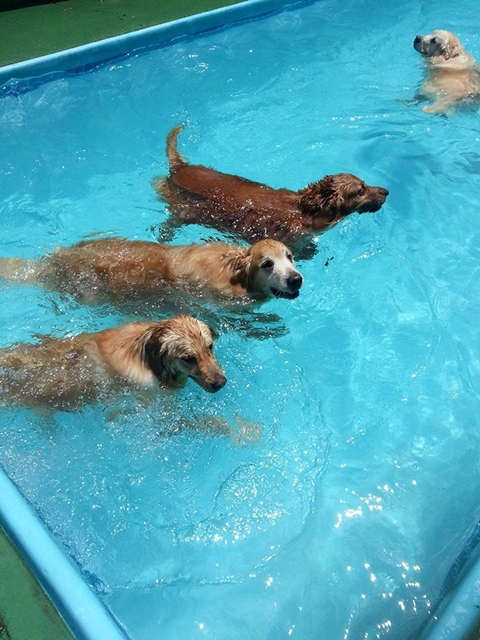 Planet Dog Resort: esportes para os cachorros Planet Dog Resort: esportes para os cachorros