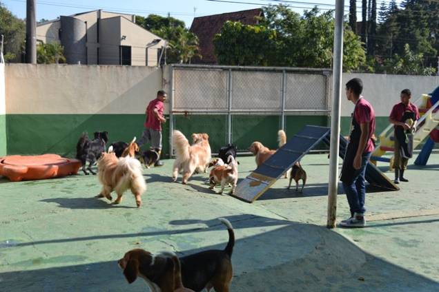 Planet Dog Resort: esportes para os cachorros Planet Dog Resort: esportes para os cachorros
