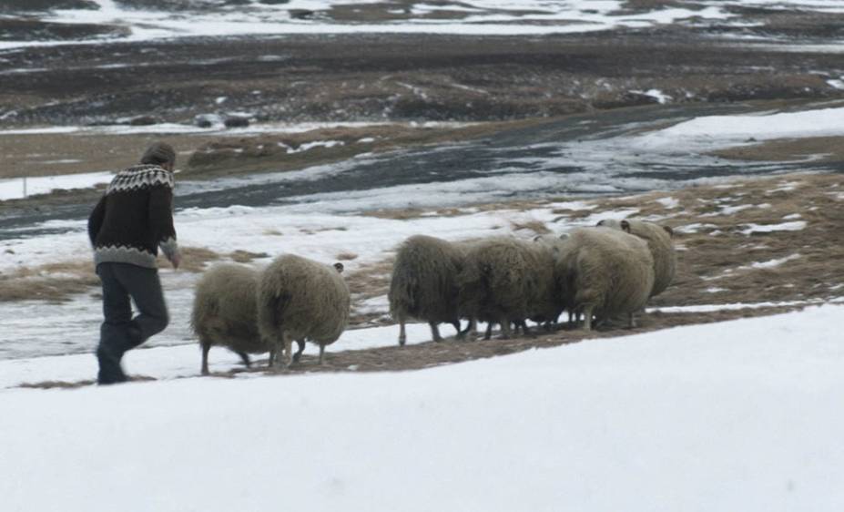 A Ovelha Negra: a direção é de Grímur Hákonarson A Ovelha Negra: a direção é de Grímur Hákonarson