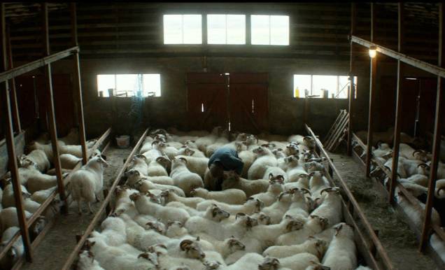 A Ovelha Negra: dois irmãos que não se falam precisam se unir para salvar suas ovelhas A Ovelha Negra: dois irmãos que não se falam precisam se unir para salvar suas ovelhas