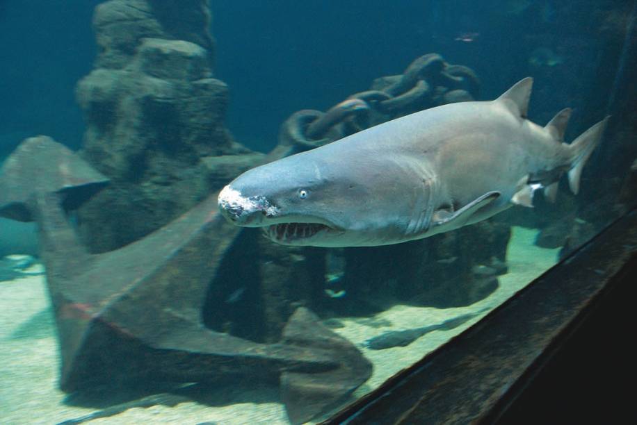 Pancho, o tubarão-mangona do Aquário de São Paulo: a espécie não é agressiva