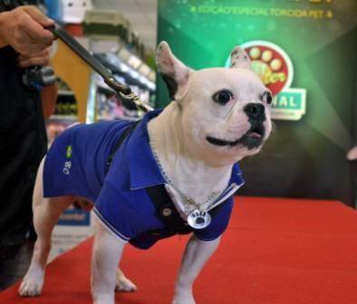 Looks canarinhos: desfile reúne cachorros com roupas temáticas da Copa