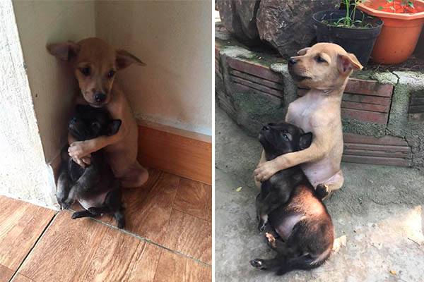 Adotados, cachorrinhos não conseguem soltar abraço apertado após conheceram sua nova casa