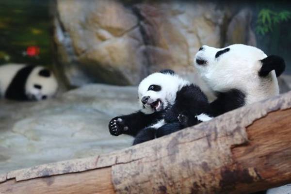 Fêmea de panda gigante encontra pela primeira vez seus três filhotes e o resultado é adorável