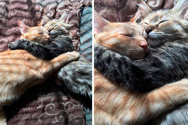 Gatos “apaixonados” trocam carinhos ao lado de árvore de Natal e cliques fazem sucesso nas redes sociais