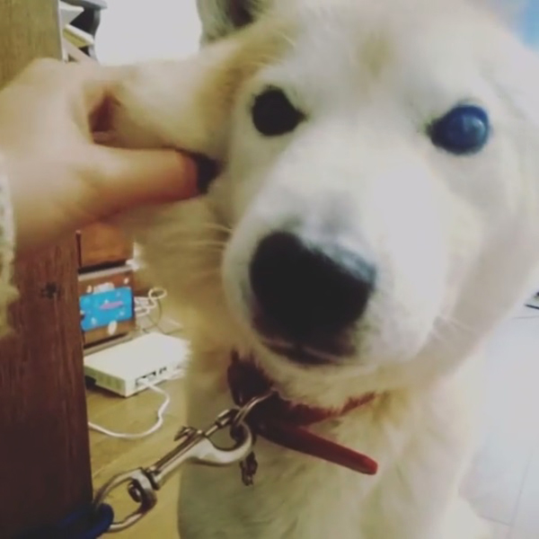 Entenda por que os japoneses estão apertando as fofas bochechas de seus animais de estimação