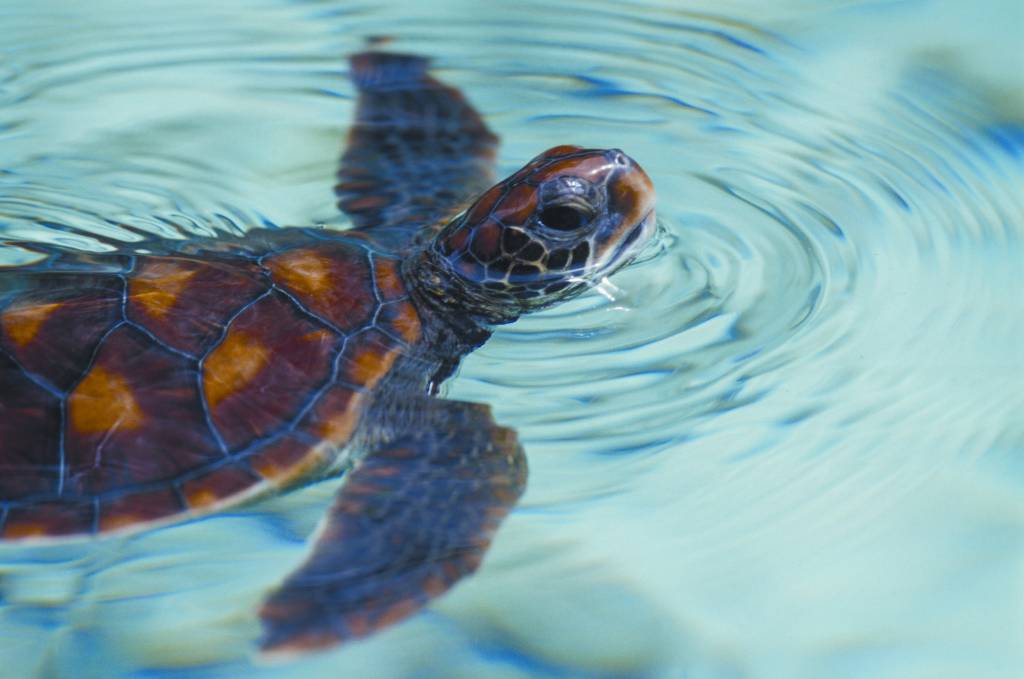 Dica do especialista: alimentação de tartarugas aquáticas