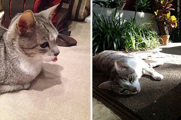 No Facebook, Zeca Camargo se despede de gato de estimação e comove fãs com desabafo