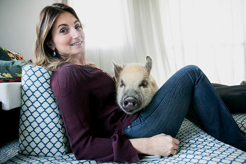 Jamon The Pig: porco paulistano faz sucesso no Facebook