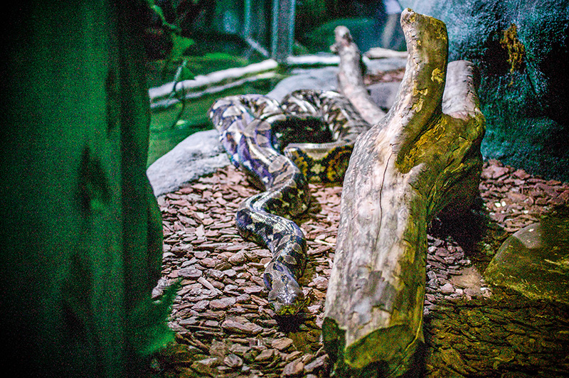 Os animais mais diferentes do Aquário de São Paulo