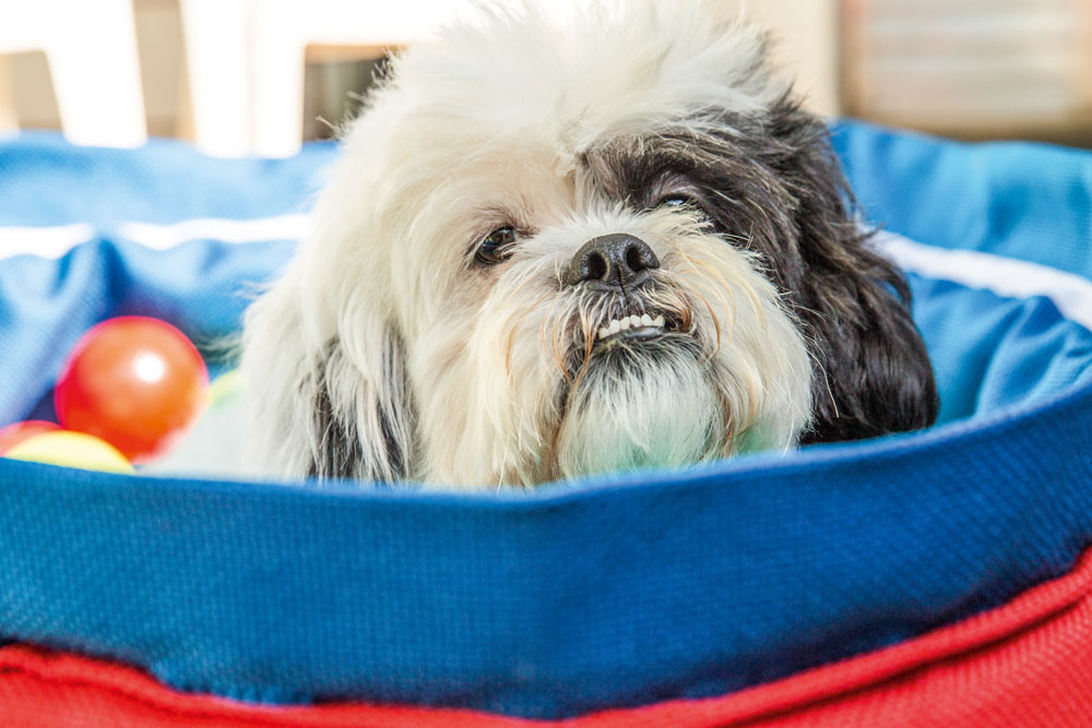 Bufê organiza festa de aniversário para pets