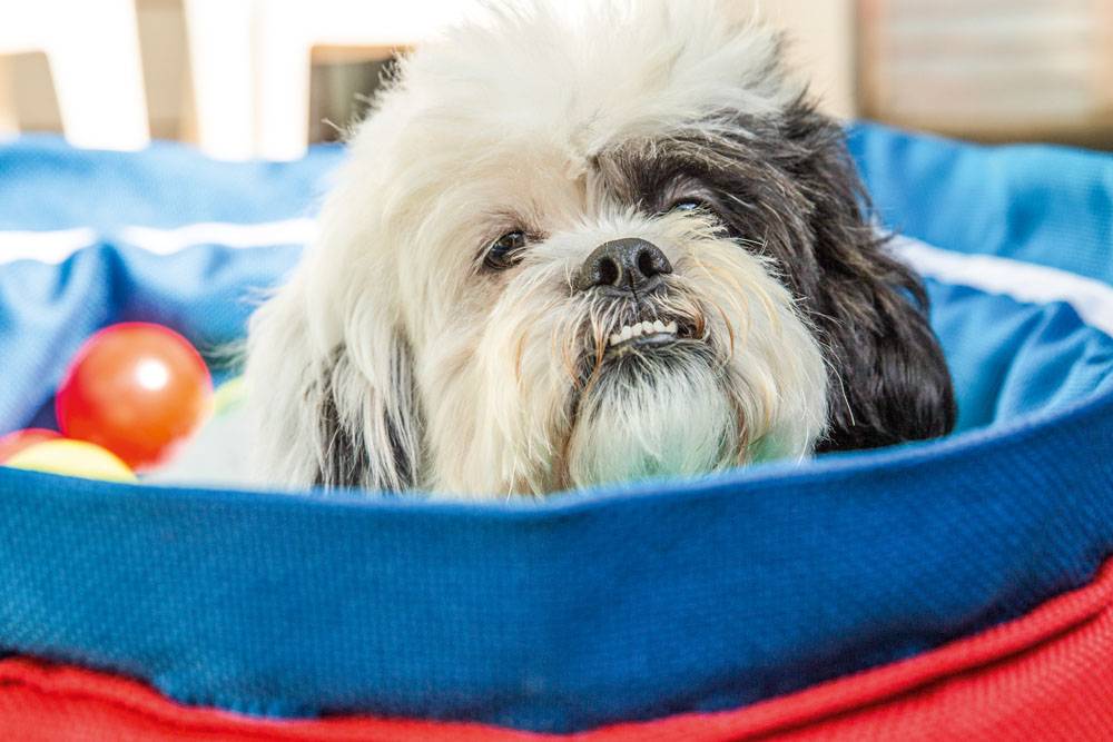 Bufê organiza festa de aniversário para pets