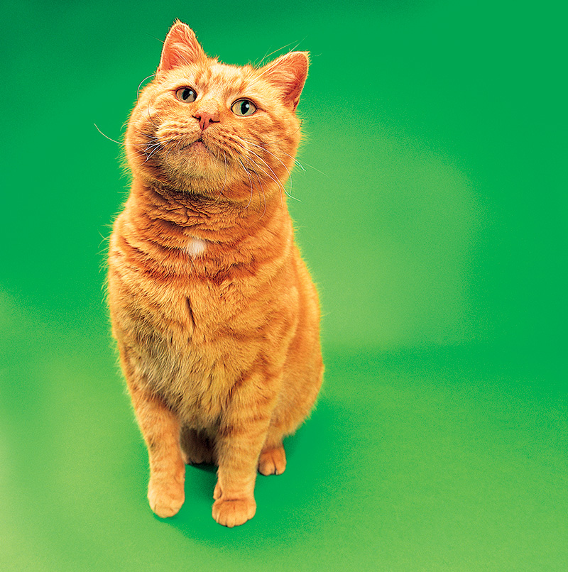 Caixinha da Petbox Brasil reúne amostras grátis de produtos para pets