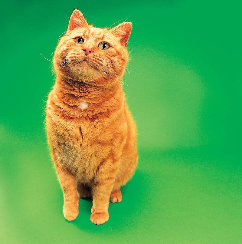 Caixinha da Petbox Brasil reúne amostras grátis de produtos para pets