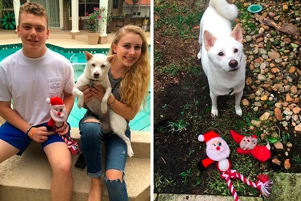 Irmãos levam cadela para conhecer o Papai Noel e reação inusitada da mascote surpreende a família