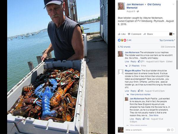 Este pescador encontrou uma raríssima lagosta azul que surpreendeu a internet