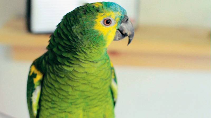 Pergunte ao especialista: Posso cortar as penas das asas de minha ave?