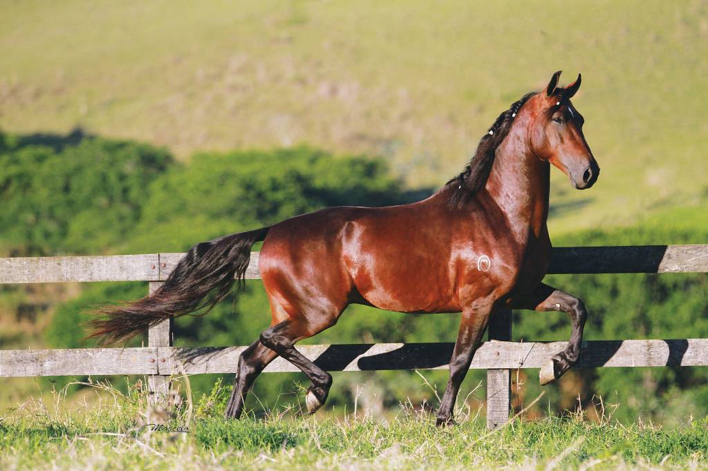 Dica do especialista: o sono dos cavalos