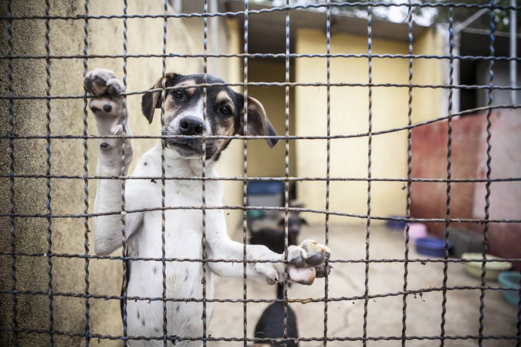Quer me Adotar? – Cristal da ONG Adote um Gatinho