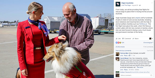 Companhia aérea promete transportar de graça cães abandonados até novos donos