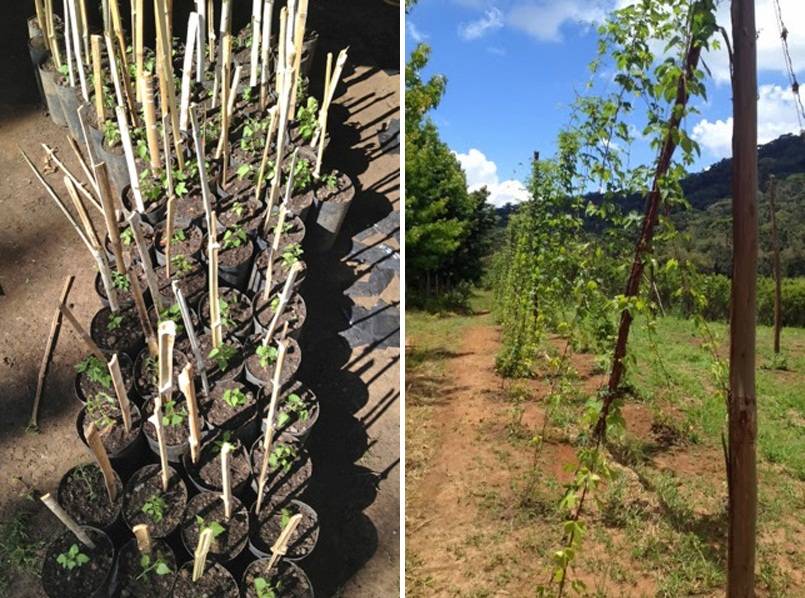 Lúpulo plantado em SP quase foi para o descarte