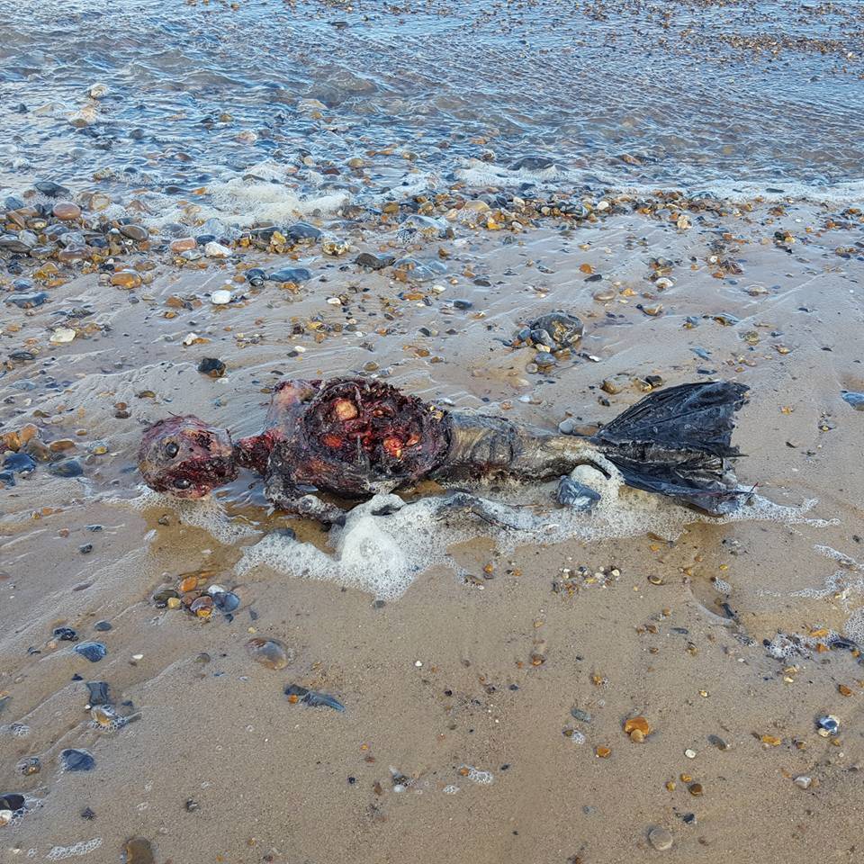Fotos de suposta ‘sereia’ encontrada na beira da praia intrigam usuários do mundo todo no Facebook