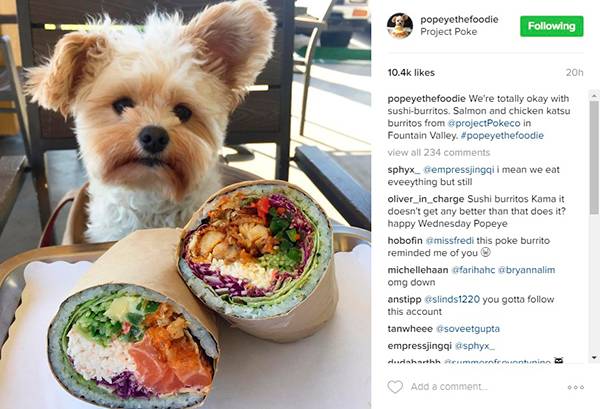 Após ser adotado, cachorro ganha reputação de “foodie” e faz sucesso em perfil no Instagram