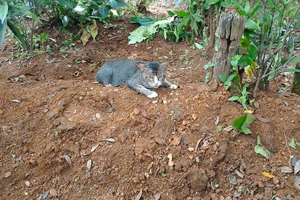 Há um ano, este gato emociona internautas ao não abandonar o túmulo de sua dona na Indonésia