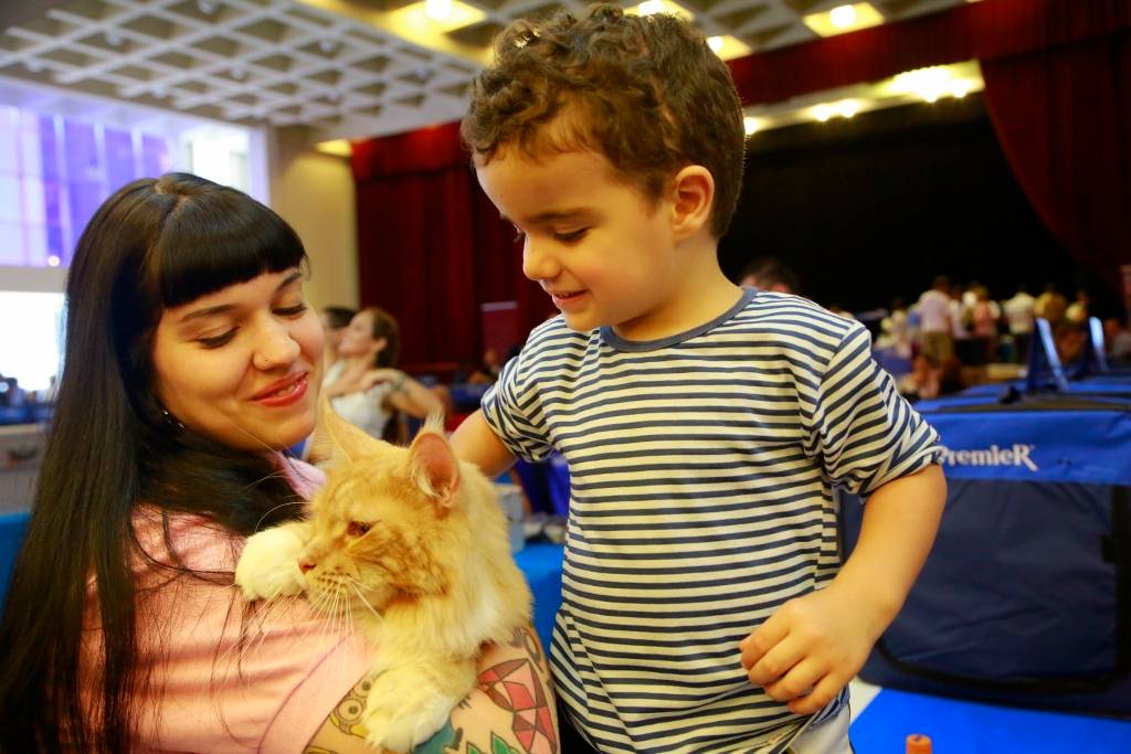 Exposição de gatos na Avenida Paulista teve público de 7000 pessoas e felinos exóticos