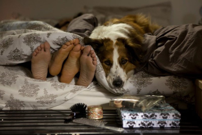 Mato Sem Cachorro: dirigido por Pedro Amorim Mato Sem Cachorro: dirigido por Pedro Amorim