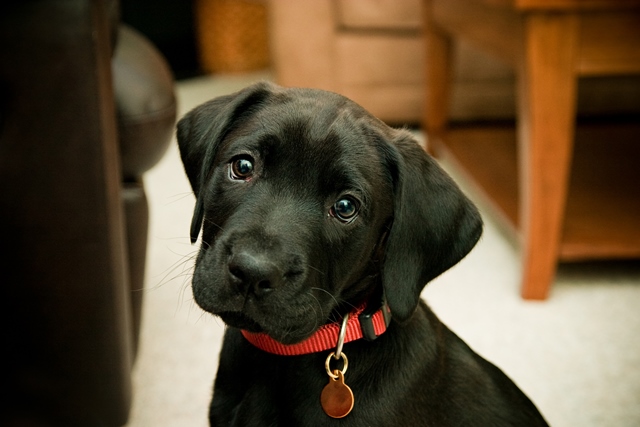 Cachorro filhote