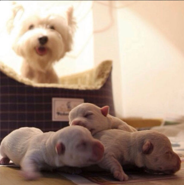 A westie paulistana Fig tem perfil no Instagram recheado de fotos charmosas