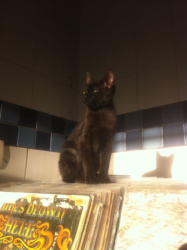 Balada beneficente libera entrada para quem trouxer 1 quilo de ração para gatos