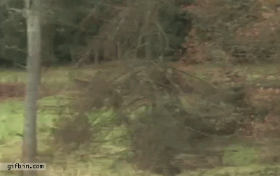 Em GIFs: onze saltos de cachorros que deram errado. Muito errado