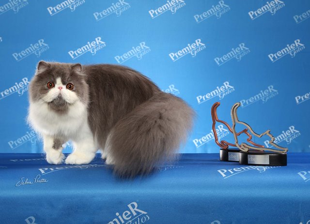 Fotos da primeira exposição de gatos de raça do ano que rolou na Avenida Paulista