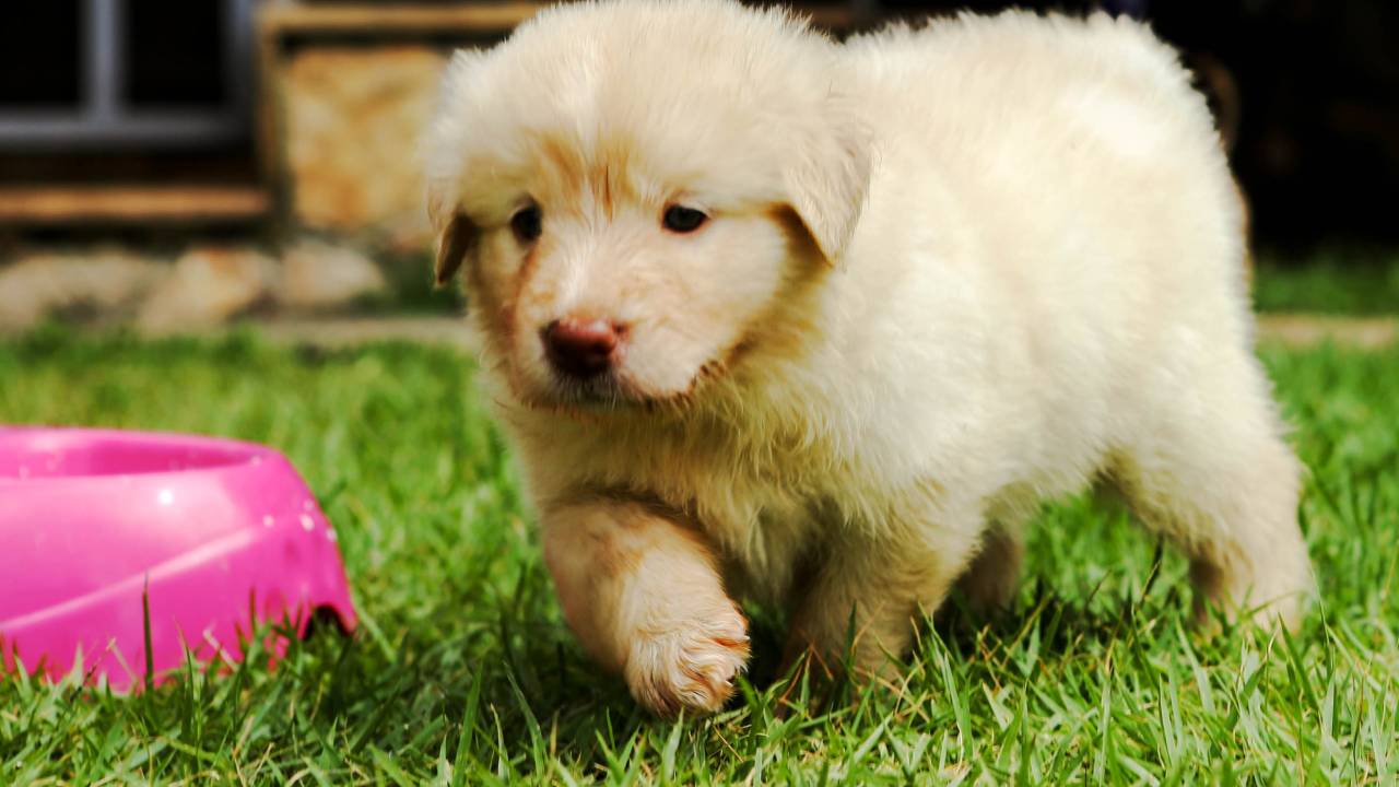 Cachorro