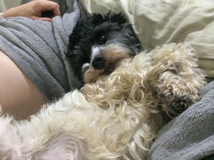 Barthô, o novo irmão de Estopinha. A página do vira-lata no Facebook ganhou 600 seguidores em três horas