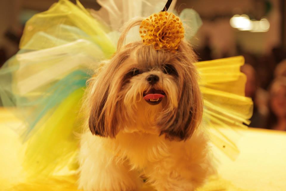 O Shopping Pátio Higienópolis recebe seu tradicional “cãocurso” de fantasias e outras atrações no Carnaval