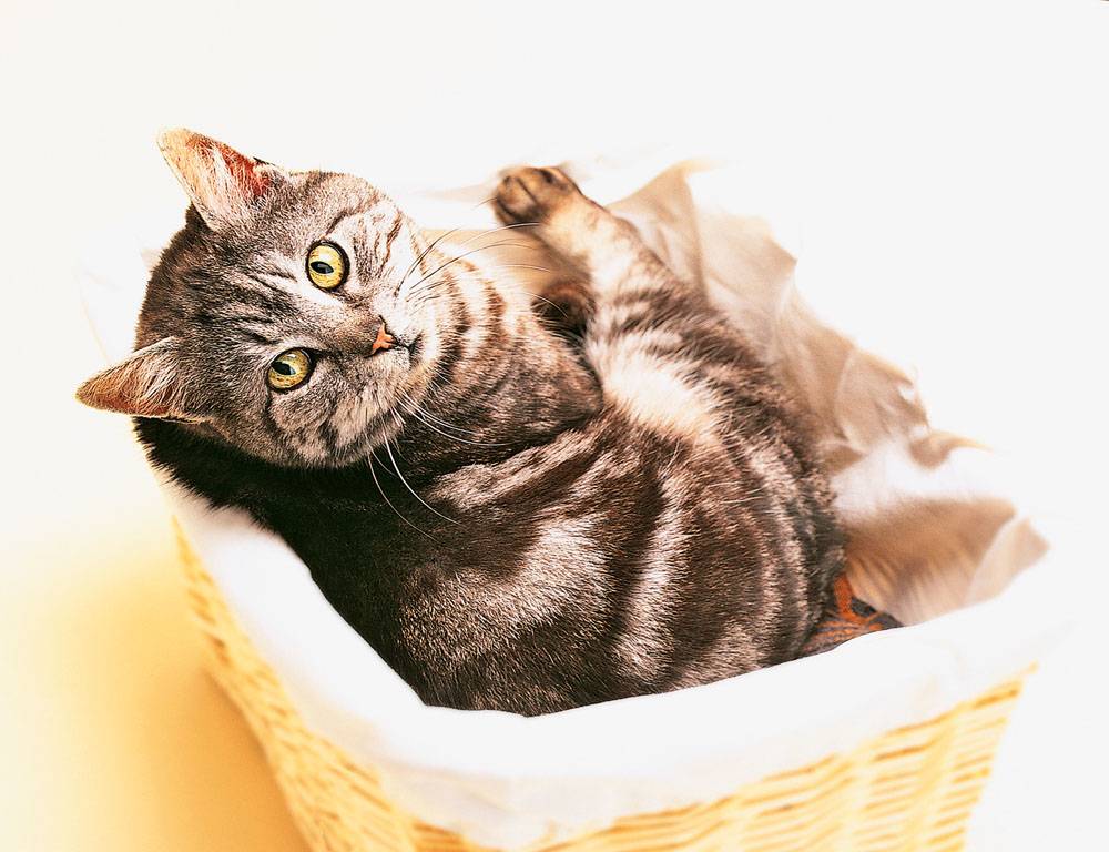 Veterinárias atuam como ‘psicólogas’ de pets