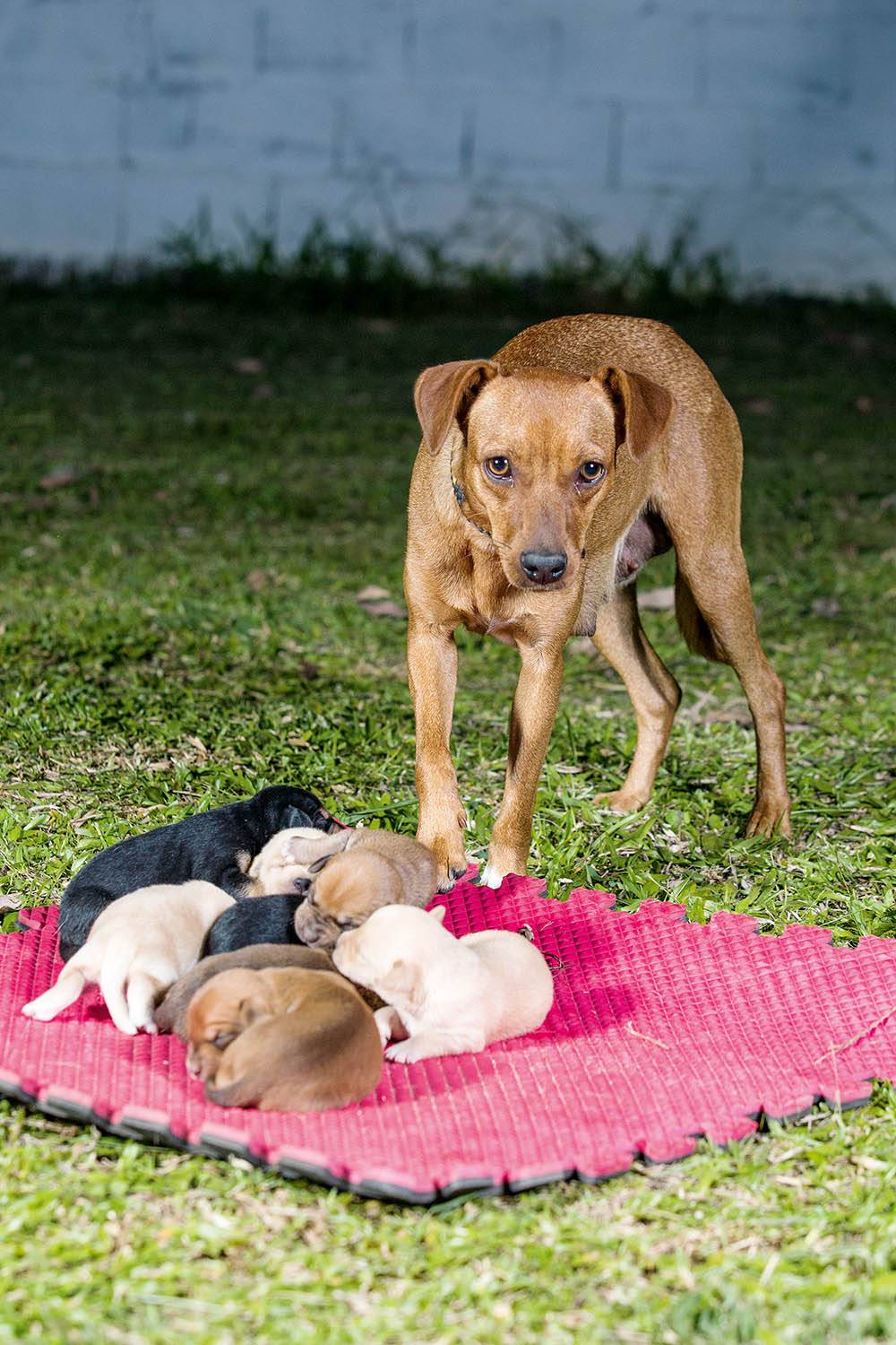 Câmara aprova criação de unidade móvel para castrar cães e gatos